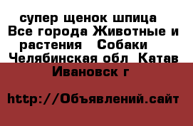 супер щенок шпица - Все города Животные и растения » Собаки   . Челябинская обл.,Катав-Ивановск г.